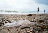 Costa Brava resorts face rising jellyfish numbers due to warming seas