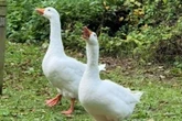 Heartbreak as Gandalf the beloved goose is snatched from village pond
