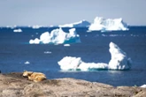 Scientists discover oldest known dog breed in Greenland