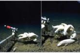 Rarely seen ‘supergiant’ marine cousin of woodlice is actually common