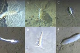 Rapidly adapting creatures found in Japan’s Ring of Fire sea trenches