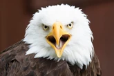 Texas man could face prison time after killing American bald eagle