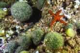 How a deep-sea livestream became the latest social media hit
