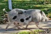 Loose pig is terrorizing residents of a New York neighborhood