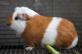 Utah State University under fire after animals irradiated in lab tests