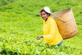 Storm in your teacup: How climate crisis threatens Kenya’s tea trade
