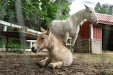 Asian horse foal finds new foster mother after being rejected