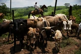 Ranchers battling against the flesh-eating maggot ravaging cattle