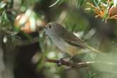 Tiny bird found using fake ‘hawk’ calls to scare away threats