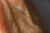 World’s largest mosquito factory fights against deadly disease