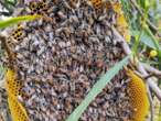 Colony of invasive red dwarf honeybees se in Europe for first time