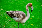 Missing flamingo that escaped from Cornwall park ‘spotted’ in France