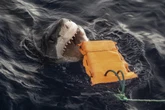 Scientists develop shark bite-resistant suits for divers and surfers