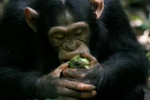 Want a glass of wine with dinner? Blame our ape ancestors