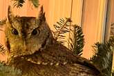 Kentucky family finds baby owl living in their Christmas tree