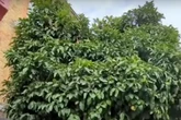 Why this rare tree in London is now protected under law