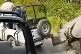 Wild rhinoceros tries to flip safari jeep in Indian park