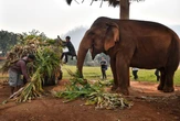 Decoding elephant trunk-use may help build new robots, say scientists