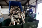 Trump administration promises Illinois it will pay to keep carp out of the Great Lakes