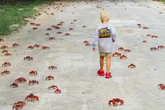 Tens of millions of red crabs begin annual odyssey across tiny island