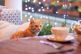 Calls for cat cafes to be ‘phased out’ over welfare concerns