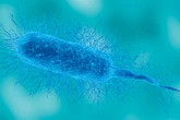 Flesh-eating bacteria kills Louisiana patient