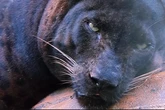 Malaysian zoo defends care of ‘chonky’ leopard after viral video