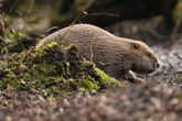 Activists illegally releasing beavers say they are doing ‘God’s work’