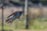 ‘Common cuckoo’ sighting draws people from across the US