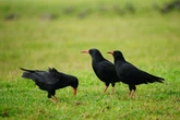 Wild-born chick takes to the skies for the first time in two centuries