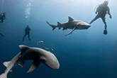 Shark bites surfer’s leg in bloody attack off Canary Island’s coast