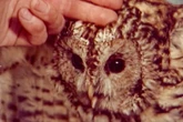 Adam Curtis on money, Taylor Swift and his eerie BBC series Shifty