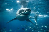 Senate committee passes bill aiming to stop sharks stealing fish