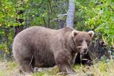 Fat Bear Week contest in shock after contestant killed live on camera