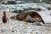 Fears bird flu spreading after hundreds of seal pups found dead