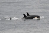 Sailors warned to beware of orcas after double attack in Spain
