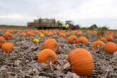 Climate change hits Halloween as farmers see pumpkin crops fail