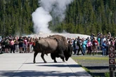 Bison gores Florida man at Yellowstone after he got too close