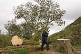 Sycamore Gap tree’s legacy to live on with saplings to be planted