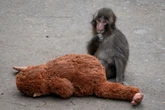 Visitors hoping to see Punch the monkey will face strict new rules