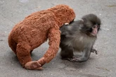 Two men arrested over intrusion into Punch the monkey’s enclosure