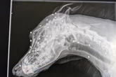 Dog survives being shot in the head 40 times with air rifle pellets