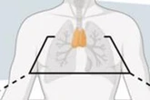 The underappreciated organ that could be key to longer life