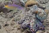 Octopuses and fish caught on camera hunting as a team