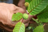 Warnings spread on Tiktok about kratom drinks