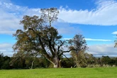 400-year-old tree planted by James VI severely damaged by Storm Amy
