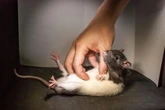 EPA puts lab rats up for adoption as Trump cuts hit agency