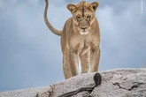An early look at Wildlife Photographer of the Year 2025
