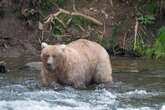 Fat Bear Week is back as chunkiest of chunks get ready for winter