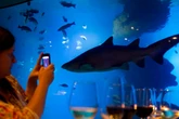 Scientists discover shark that changes colour like a chameleon